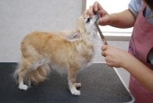チワワ トリミング中