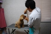 トイプードル トリミング中