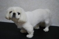 ペキニーズ カット前