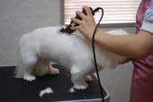 ペキニーズ トリミング中