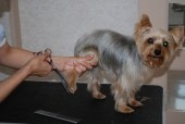 ヨークシャテリア トリミング中