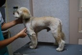 ミックス犬 トリミング中